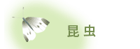 昆虫